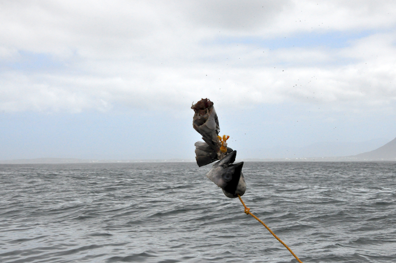 Melanie Heinrich Travel images Capetown -Shark diving Africa
